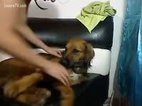 Dog oral sex with sexy naked girl